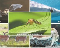 這些動物，天生擁有"紅外熱成像"技能！